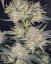 Fast Buds Sjemenke konoplje Jagoda Gorilla Auto