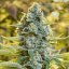 Silent Seeds Seminte clasice de canabis Moby Dick feminizate