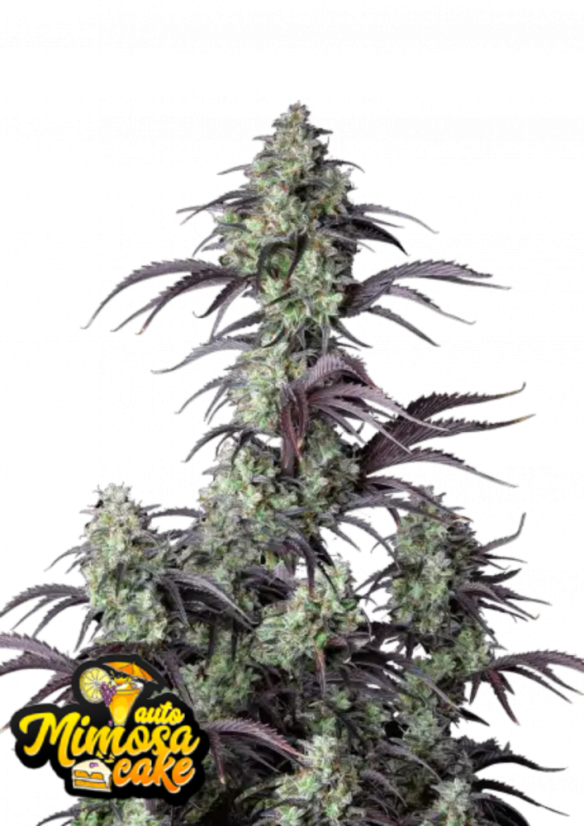 Fast Buds Cannabis Seeds Mimosa Cake Auto