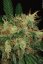 T.H.Seeds™ Semințe de canabis SAGE™, pachet 5+1, feminizate