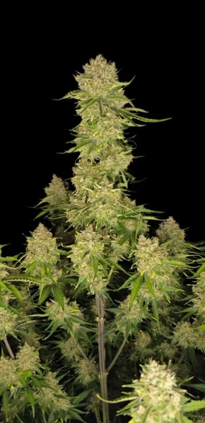 Fast Buds Sjemenke konoplje Guava Auto