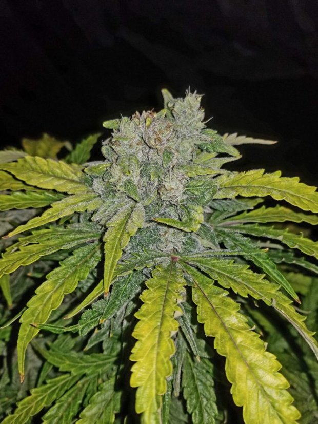 Fast Buds Cannabis Seeds CBD Crack Auto
