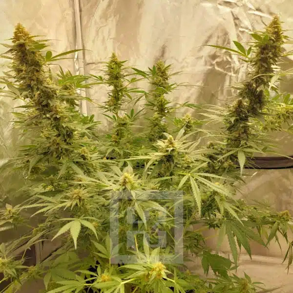 Blimburn Seeds Cannabis Seeds Mamba Negra CBD feminizált