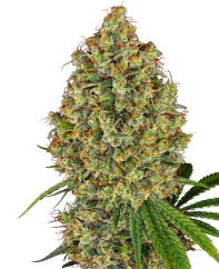 Sensi Seeds Semi di Cannabis AK-420 Femminizzati di White Label, 3-10 pz