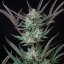 Royal Queen Seeds Semințe de canabis Purple Punch Auto