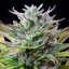 Royal Queen Seeds Seminte de canabis Pepene verde feminizate