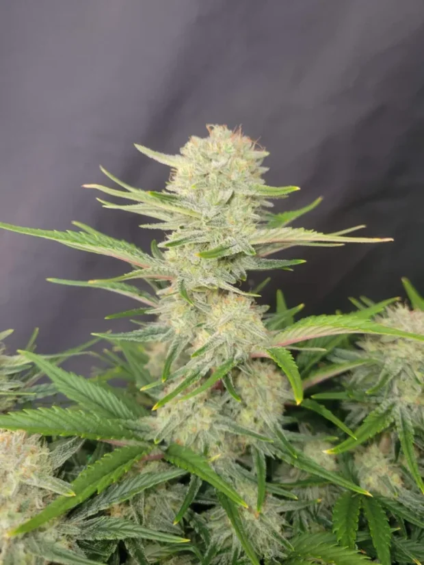 Fast Buds Sjemenke konoplje Marelica Auto
