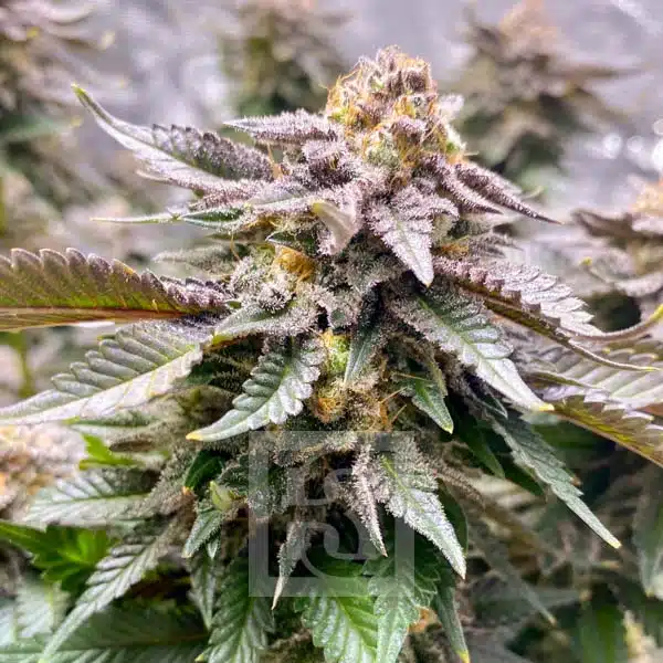 Blimburn Seeds Hanfsamen Girl Scout Cookies Feminisiert