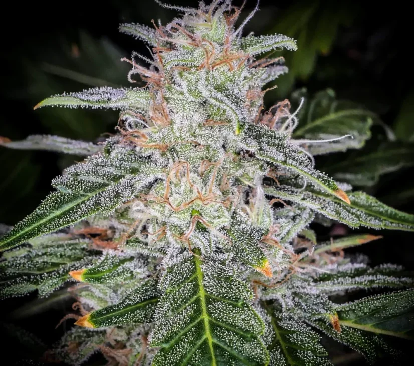 Fast Buds Biji Ganja Blue Dream Auto