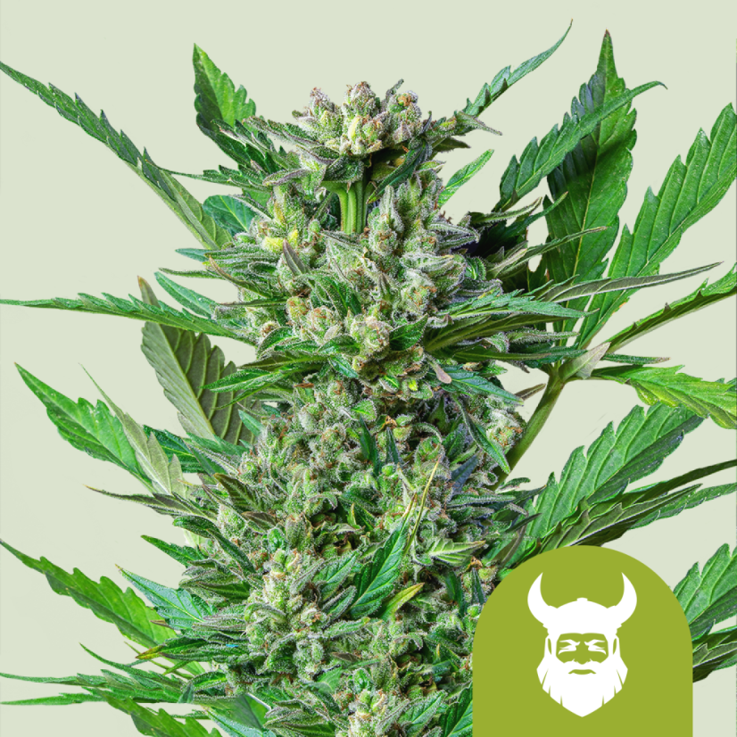 Royal Queen Seeds Seminte de canabis Royal Dwarf Auto