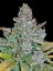 Fast Buds Biji Ganja Blue Dream Auto