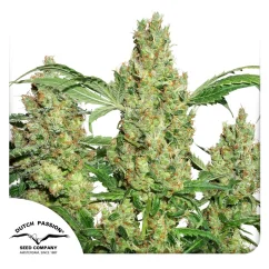Dutch Passion Seminte de canabis Power Plant® feminizate