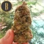 Blimburn Seeds Sjemenke konoplje Mamba Negra Feminized