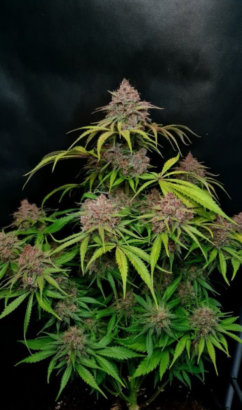 Fast Buds Cannabis Seeds Gorilla Punch Auto