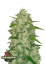 Fast Buds Sjemenke konoplje Chemdawg Auto