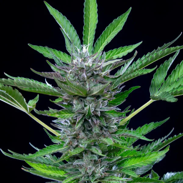 Royal Queen Seeds Semințe de canabis North Thunderfuck Auto