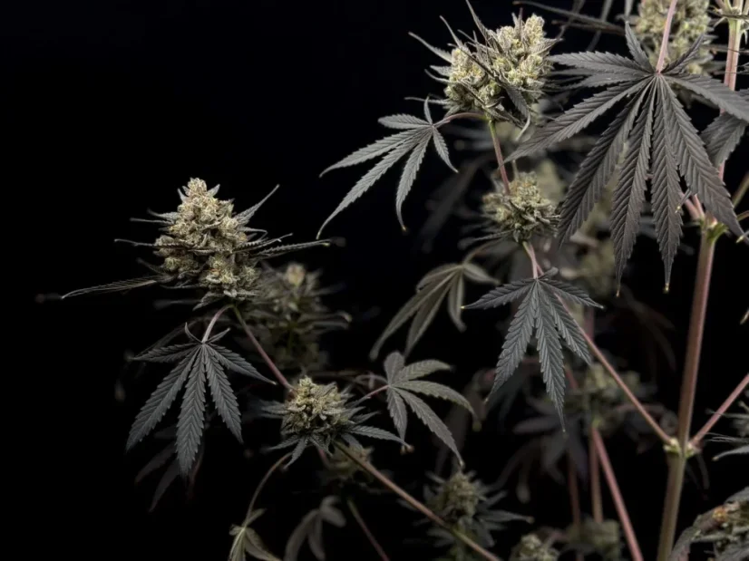 Fast Buds Насіння канабісу Pound Cake Auto