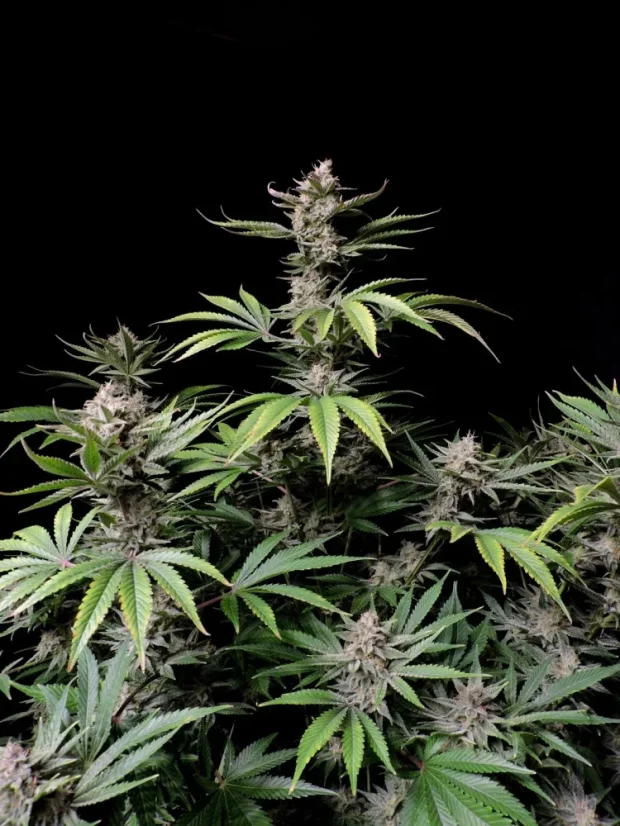 Fast Buds Sjemenke konoplje Cherry Cola Auto