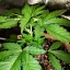 Blimburn Seeds Semi di Cannabis Blackberry Moonstones Femminizzati