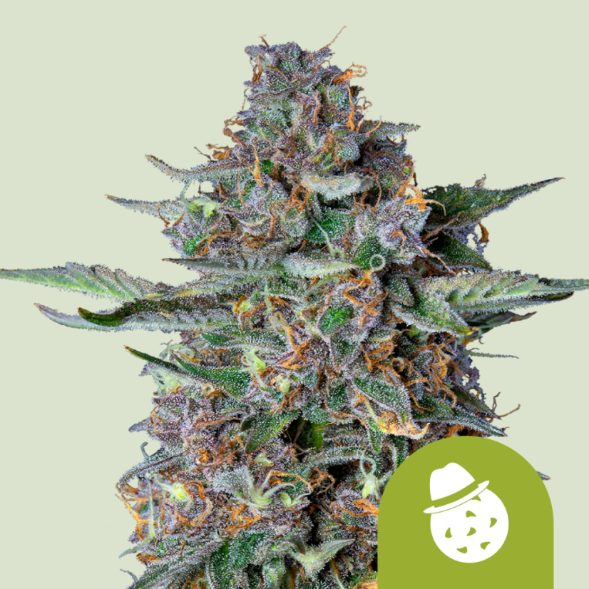 Royal Queen Seeds Cannabisfrön Do-si-dos Auto