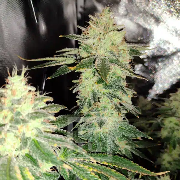 Blimburn Seeds Seminte de canabis Blackberry Moonstones feminizate