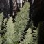 Doctor´s Choice Семена Niagara Auto Feminized