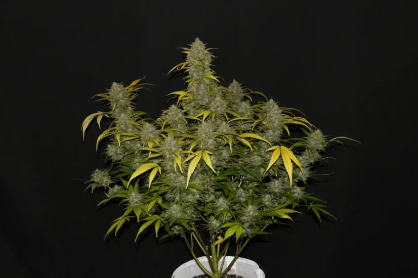 Fast Buds Biji Ganja Gelato Otomatis
