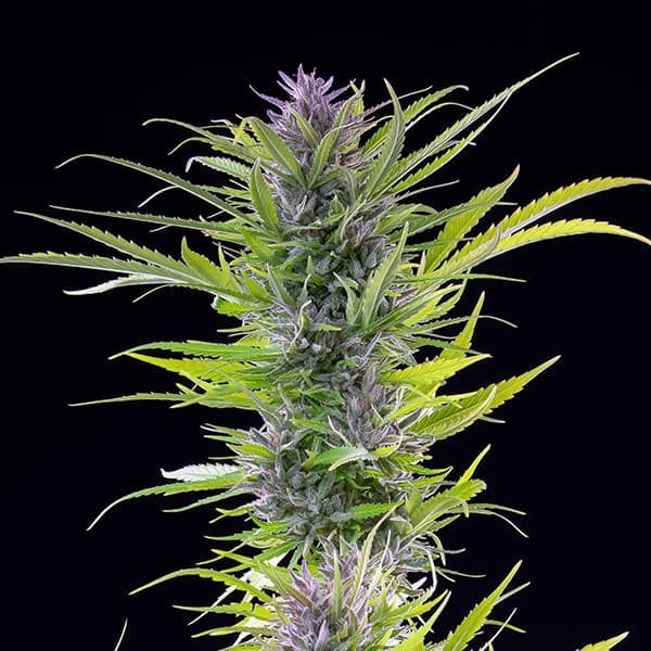 Royal Queen Seeds Seminte de Canabis Green Gelato Feminizate