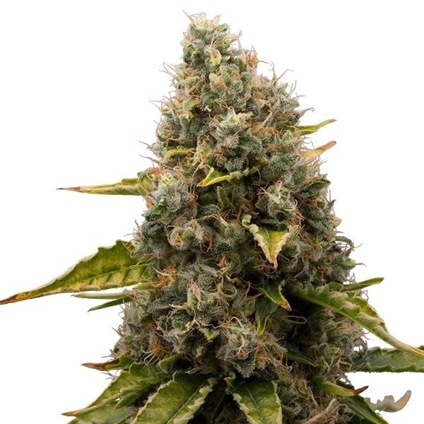 Royal Queen Seeds Seminte de canabis White Widow feminizate