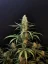 Fast Buds Насіння канабісу Jack Herer Auto