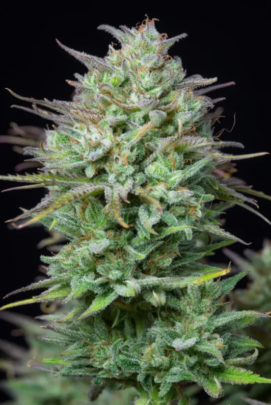 Fast Buds Sjemenke konoplje Košer kolač Auto