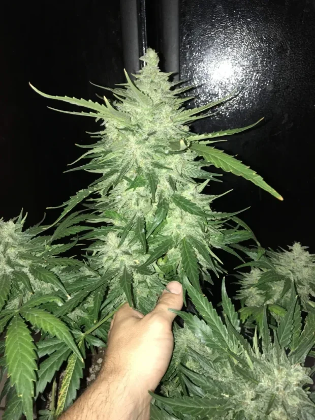 Fast Buds Cannabis Seeds CBD Crack Auto