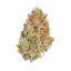 Royal Queen Seeds Semillas de cannabis Amnesia Haze Auto