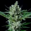 Royal Queen Seeds Семена от канабис Royal Bluematic Auto