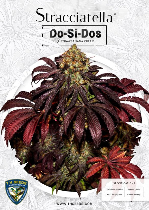 T.H.Seeds™ Cannabis Seeds Stracciatella™, 6+1 specialpakke, feminiseret
