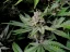 Fast Buds Sjemenke konoplje Cherry Cola Auto