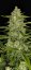 Fast Buds Насіння канабісу Папайя Печиво Авто