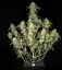 Fast Buds Насіння канабісу Папайя Печиво Авто