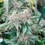 Silent Seeds Seminte de Cannabis Pink Sunset By Sherbinskis Feminizate