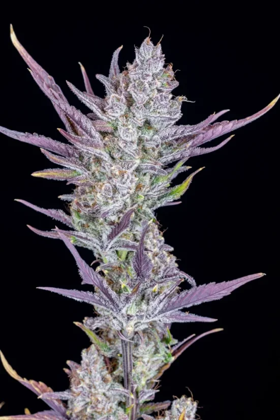 Fast Buds Sjemenke kanabisa Ljepilo za vjenčanja Auto