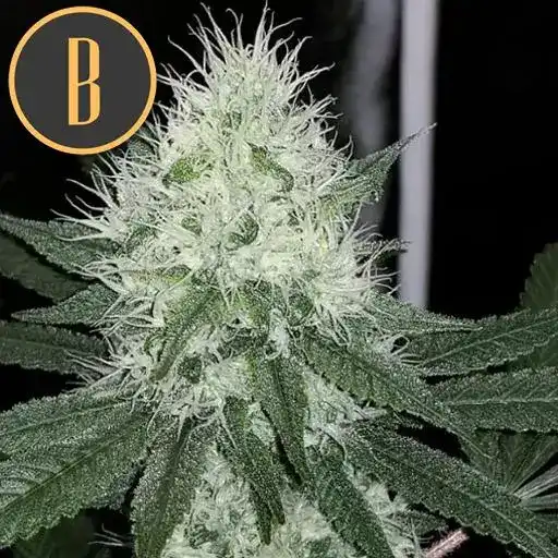 Blimburn Seeds Cannabis Seeds Chemdog #4 Nőiesített