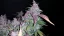 Semințe de Cannabis Fast Buds Fastberry Auto