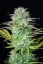 Fast Buds Sjemenke konoplje Košer kolač Auto