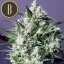Blimburn Seeds Cannabis Seeds Dama Blanca Nőiesített