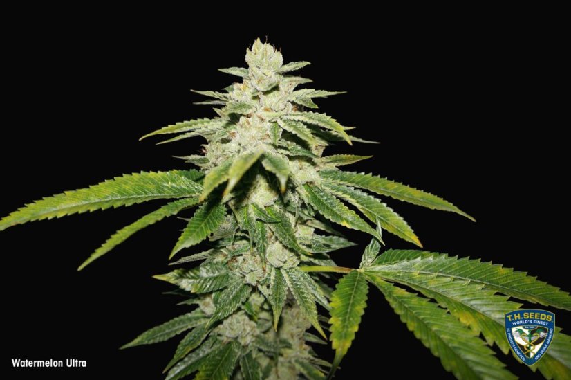 T.H.Seeds™ Seminte de canabis Watermelon Ultra, pachet special limitat 710, feminizate