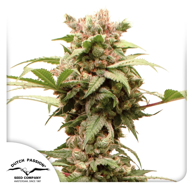 Dutch Passion Семена от канабис Auto CBG-Force® Autoflowering