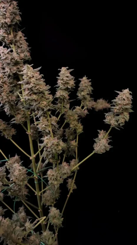 Fast Buds Sjemenke konoplje Critical Auto