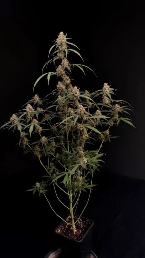 Semințe de Cannabis Fast Buds AK Auto