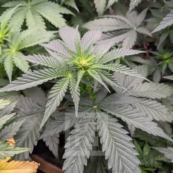 Blimburn Seeds Cannabiszaden Blue Dream Gefeminiseerd