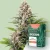 Canntropy Seeds Auto Gorilla Punch (automatinis žydėjimas)